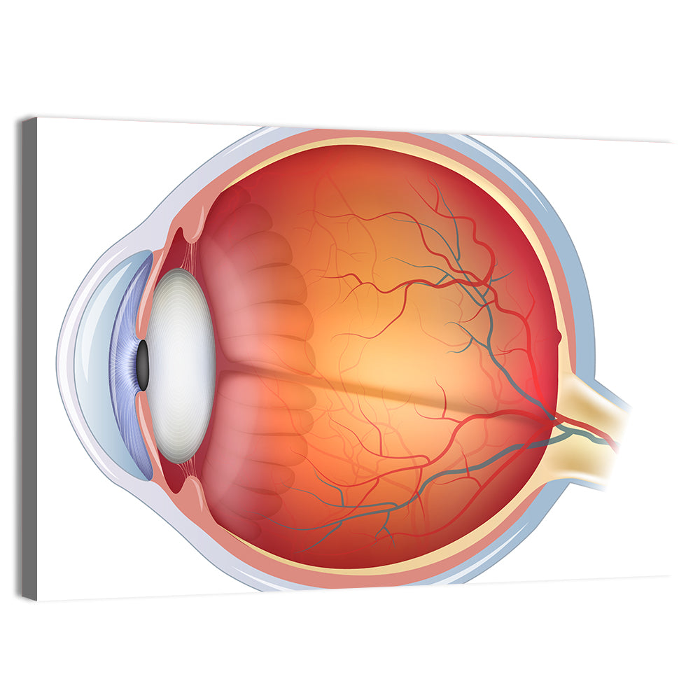 Anatomical Eye Cross-section Wall Art