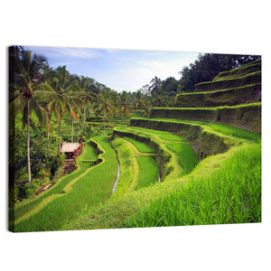 Terrace Rice Fields In Tegallalang Wall Art