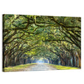 Wormsloe Plantation Oak Tunnel Wall Art