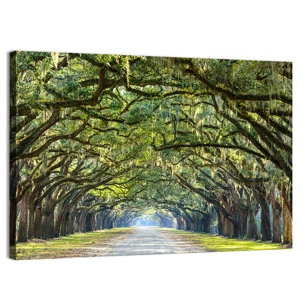 Wormsloe Plantation Oak Tunnel Wall Art, canvas print, landscape