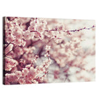Pink Cherry Blossom Close-up Wall Art