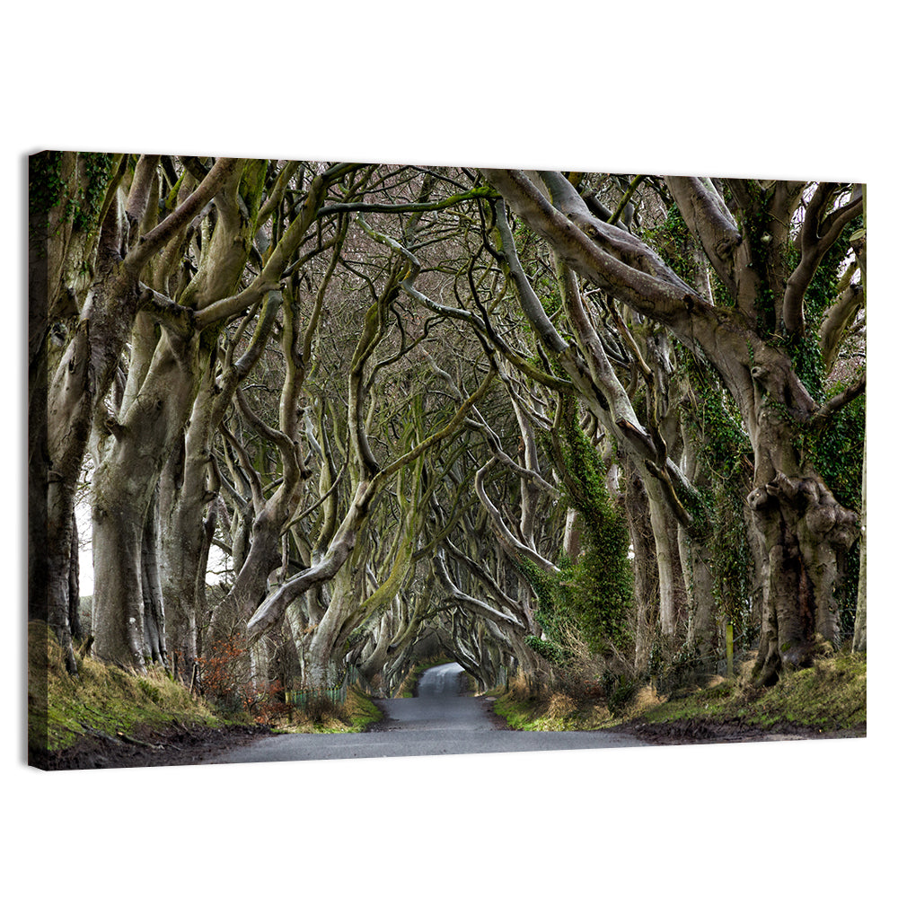 Dark Hedges Tree Tunnel Wall Art, canvas print, landscape