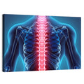Human Spine Anatomy Illustration Wall Art
