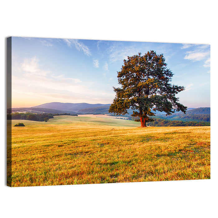 Golden Hour Meadow with Lone Tree Wall Art as a canvas print