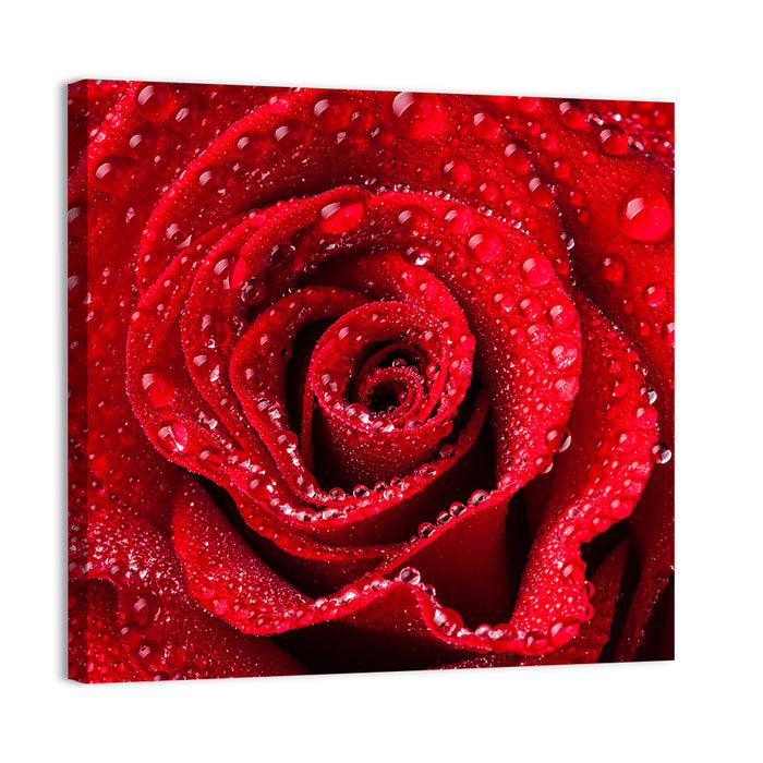 Dew-kissed Red Rose Closeup Wall Art as a canvas print