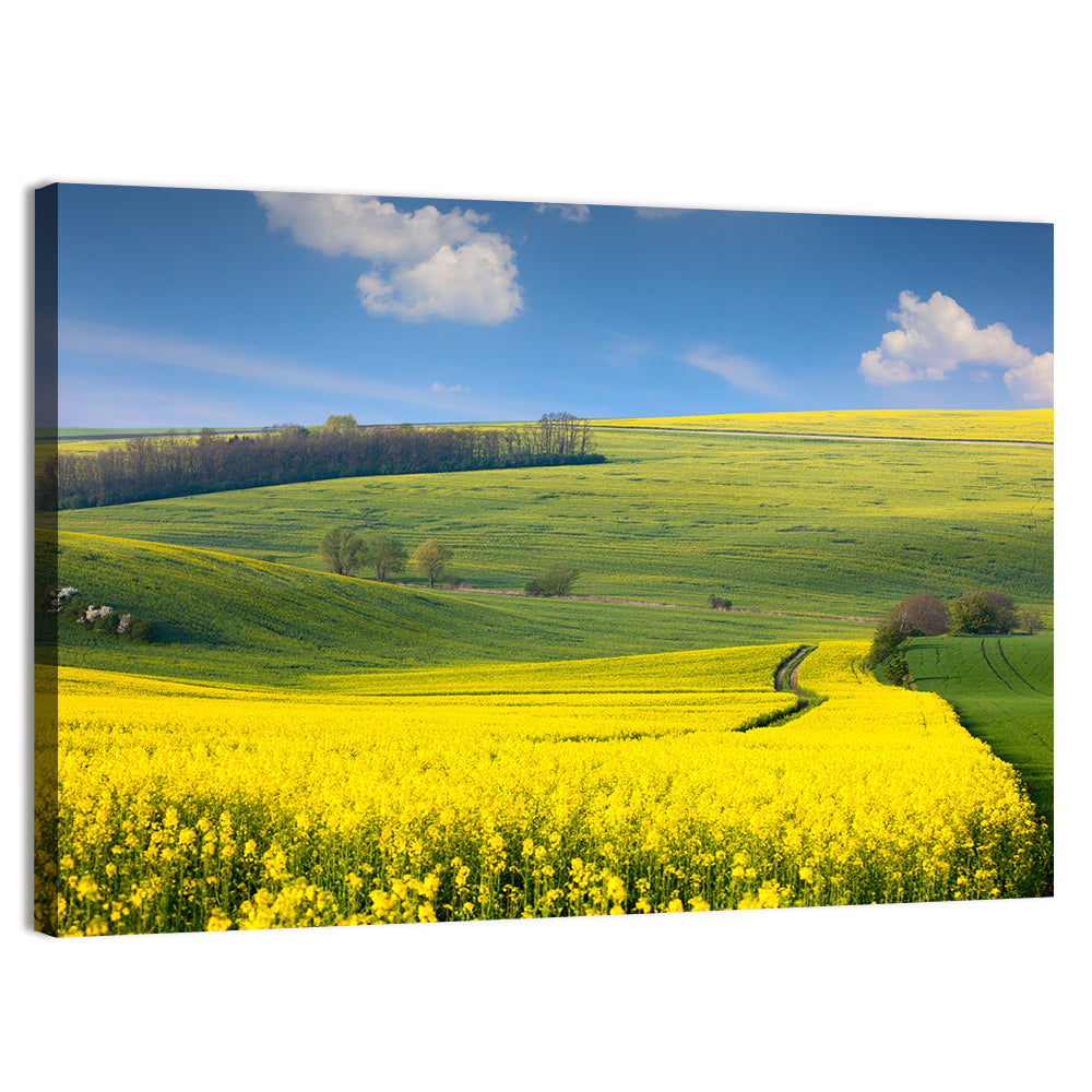 Sunlit Rapeseed Hills Wall Art, canvas print, landscape