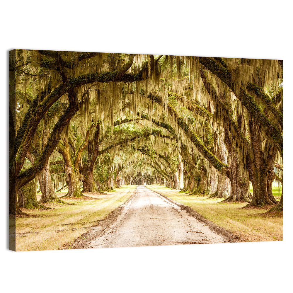Oak Pathway Under Spanish Moss Wall Art, canvas print, landscape