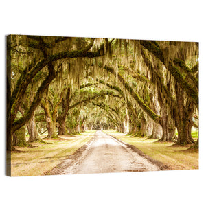 Pathway Under Deep Spanish Moss Wall Art