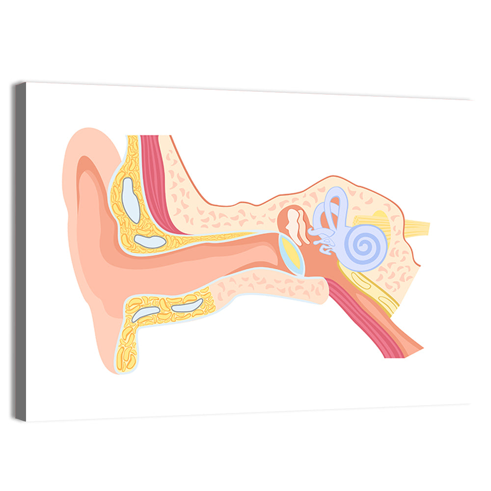 Human Ear Cross-section Diagram Wall Art, canvas print, landscape