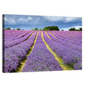 Banstead Lavender Field Wall Art