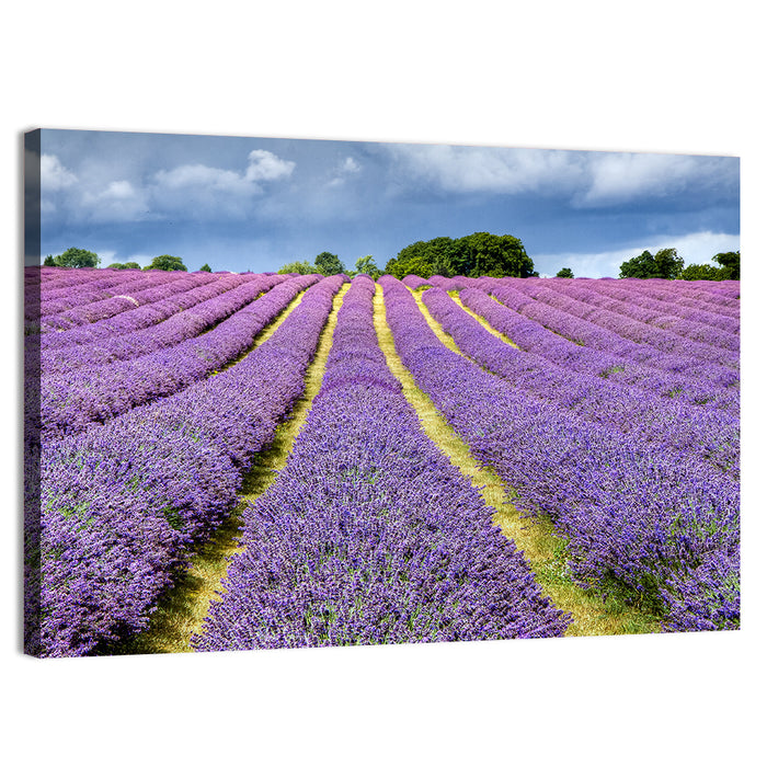 Banstead Lavender Field Wall Art as a canvas print