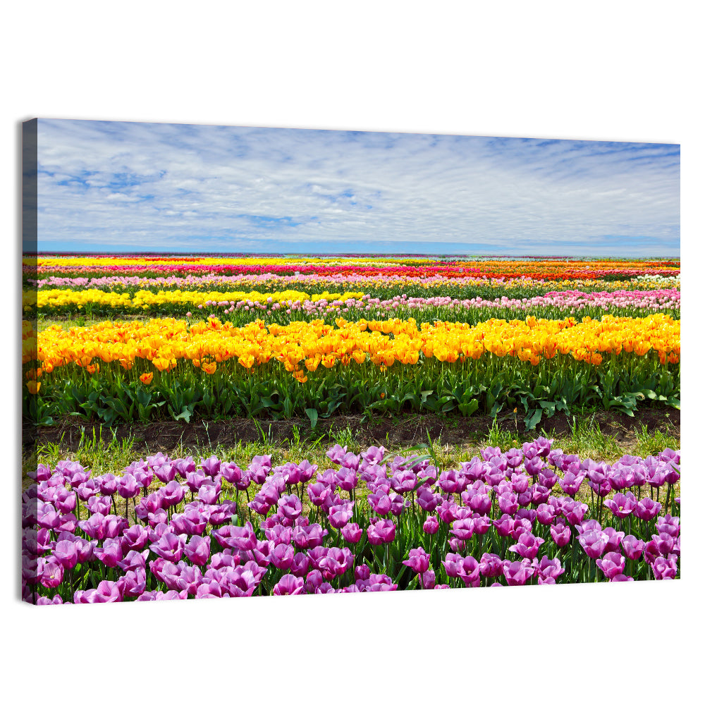 Rows of Colorful Tulip Fields Wall Art, canvas print, landscape