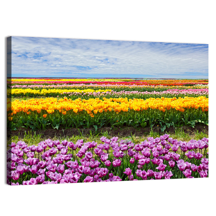 Rows of Colorful Tulip Fields Wall Art as a canvas print