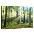 Morning Light in the Forest Wall Art