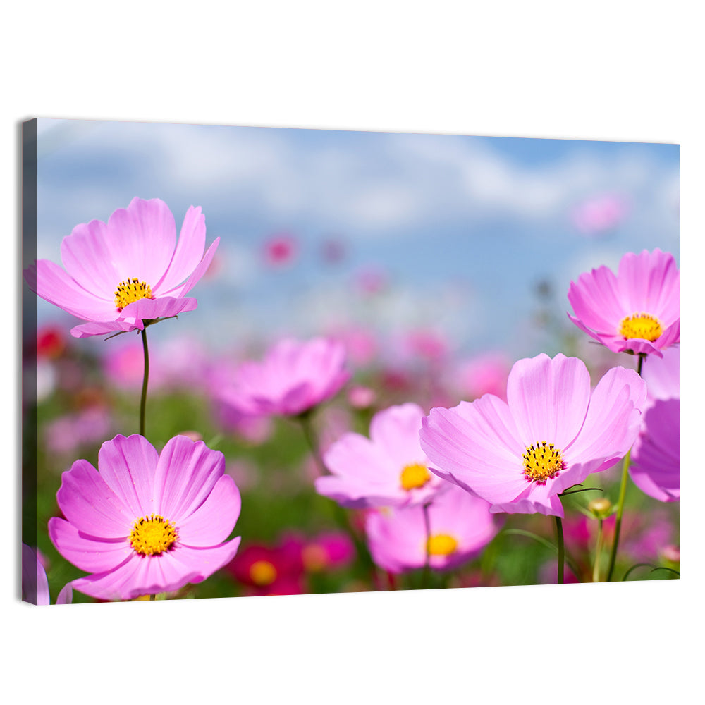Pink Cosmos Meadow Under Blue Sky Wall Art, canvas print, landscape