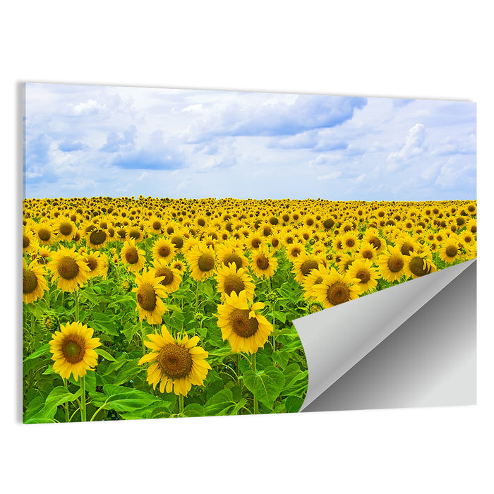 Sunflower Field Under Blue Sky Wall Art as a poster print