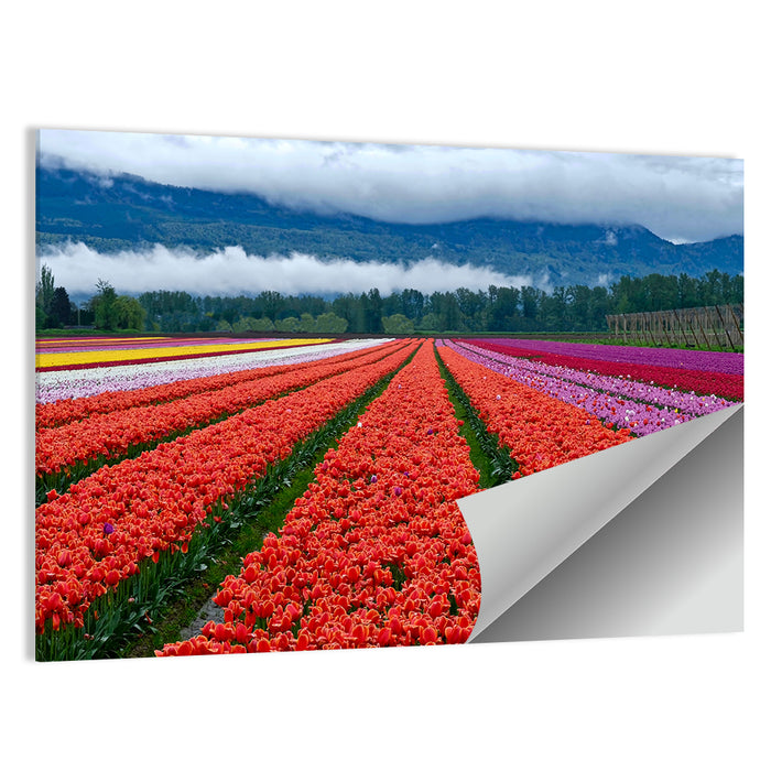 Chilliwack Tulip Festival Wall Art as a poster print