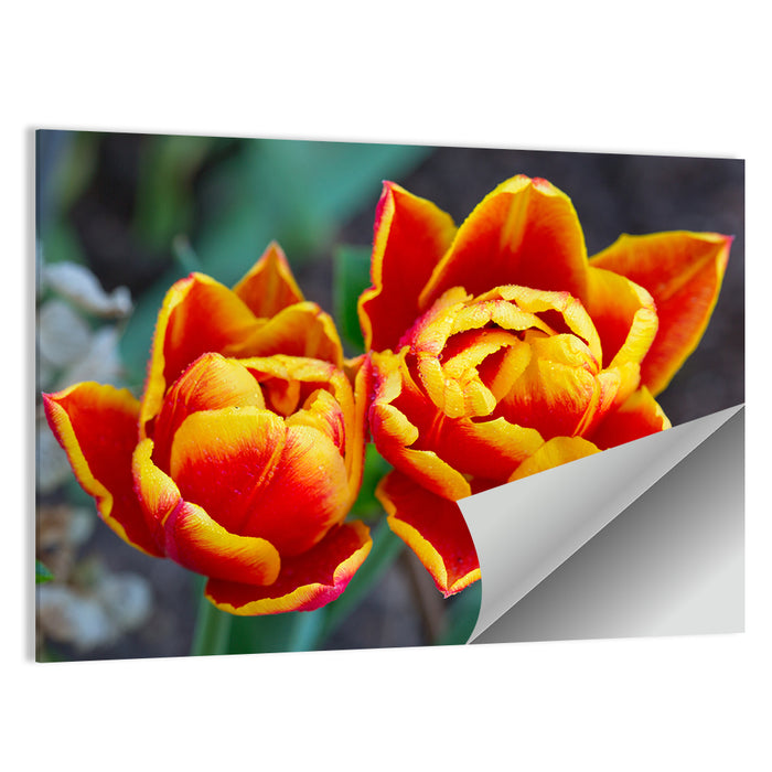 Red Tulips Close-up Wall Art as a poster print