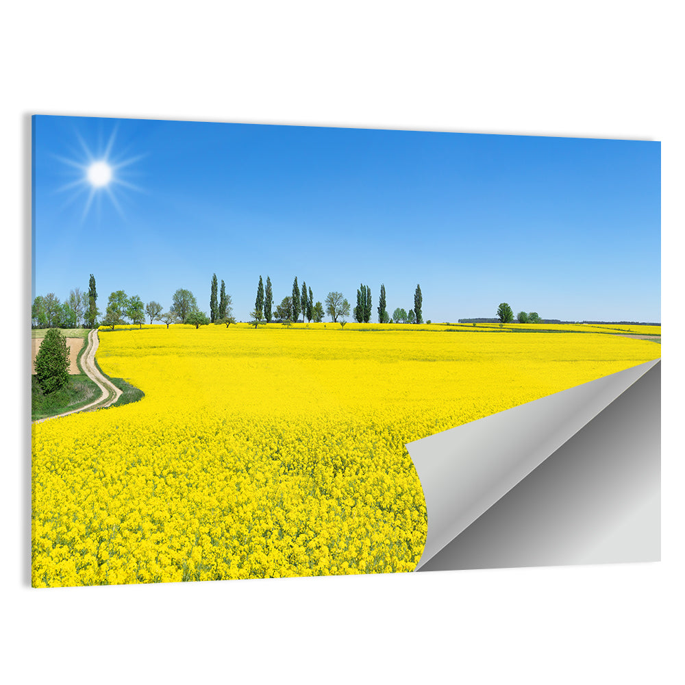 Winding Path Through Rapeseed Field Wall Art