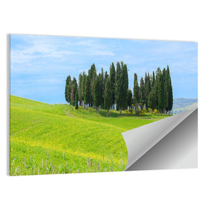 Cypress Trees In Tuscany Wall Art