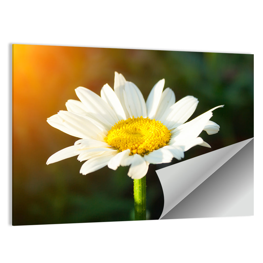 Single Daisy at Sunset Wall Art