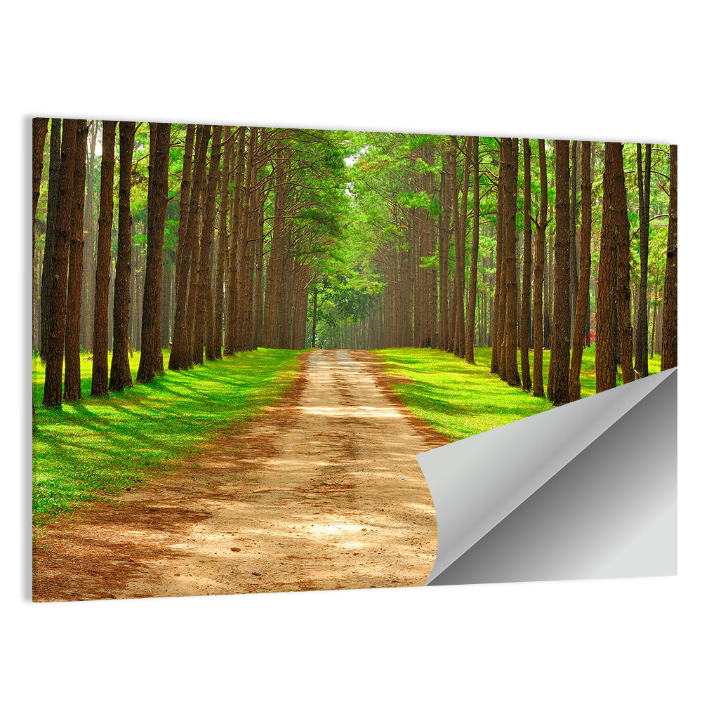 Thailand Pine Forest Path Wall Art