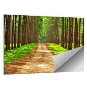 Thailand Pine Forest Wall Art