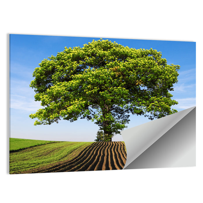 Solitary Tree on Plowed Hill Wall Art as a poster print