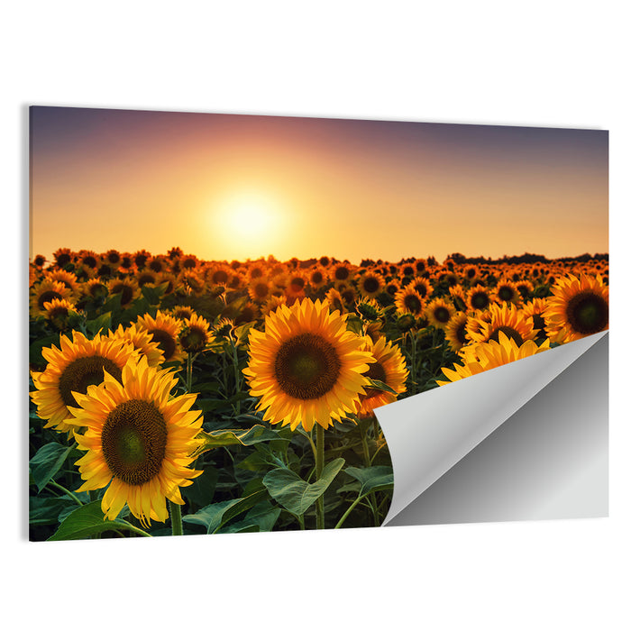 Sunflower Field at Sunset Wall Art as a poster print