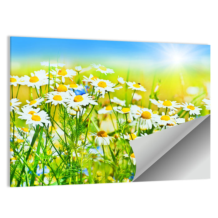 Sunlit Daisy Field Wall Art as a poster print