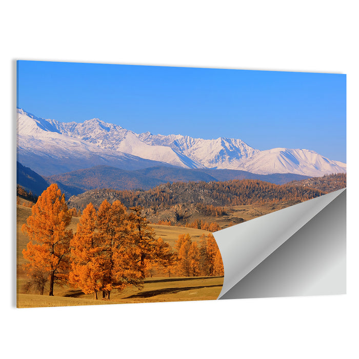 Altay Mountains with Golden Larches Wall Art as a poster print