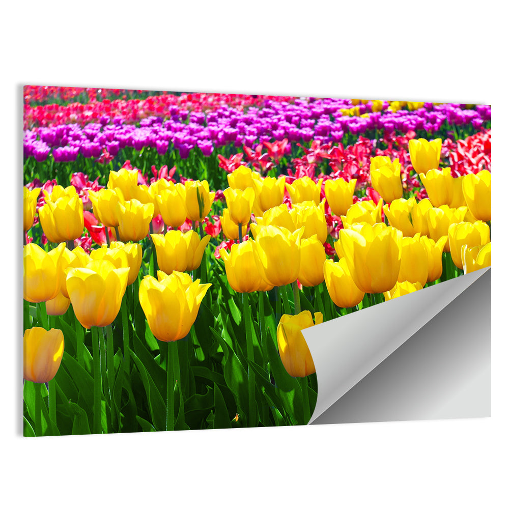Tulips Field Wall Art