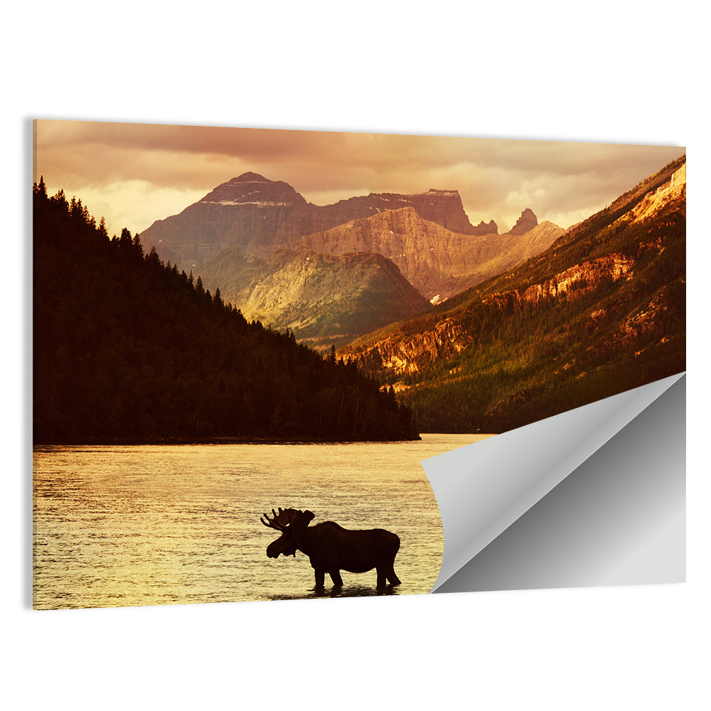Waterton Lakes Moose at Golden Dusk Wall Art