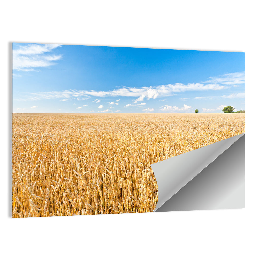 Golden Wheat Field with Blue Sky Wall Art