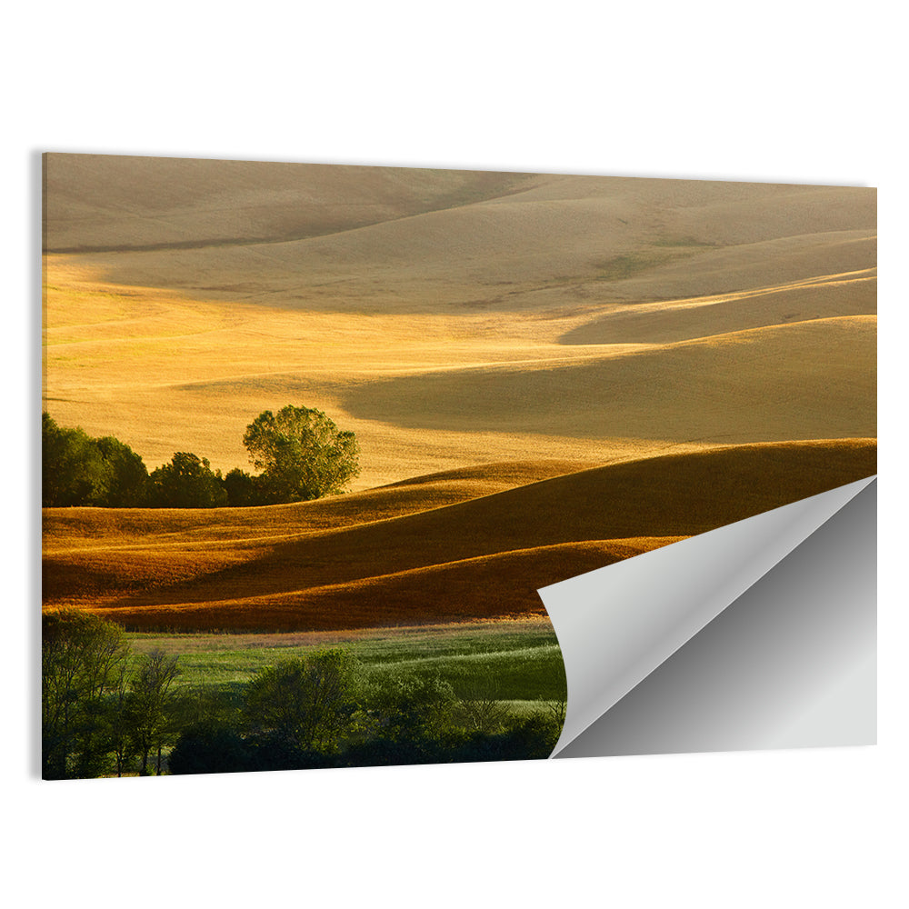 Golden Hills of Tuscany Wall Art