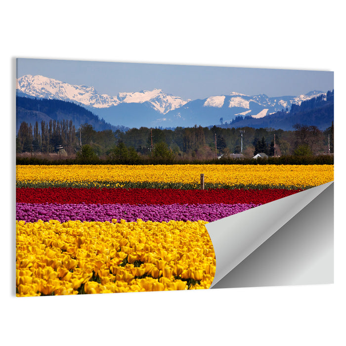 Skagit Valley Spring Daffodils Wall Art as a poster print