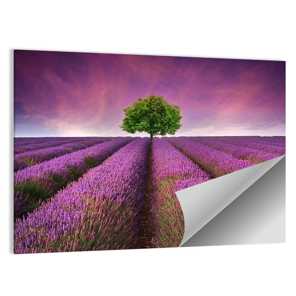 Lavender Field at Sunset Wall Art