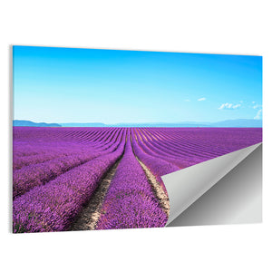 Lavender Flower Fields Wall Art