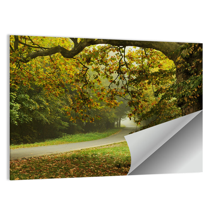 Foggy Autumn Forest Path Wall Art as a poster print