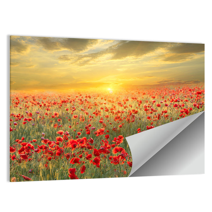 Poppy Field at Sunset Wall Art as a poster print