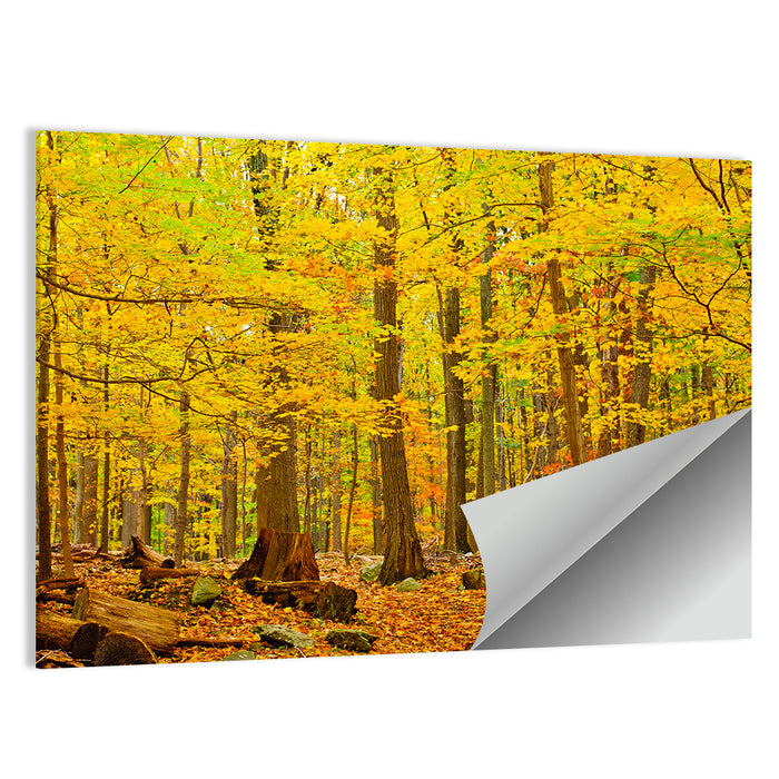Catoctin Autumn Forest Wall Art as a poster print