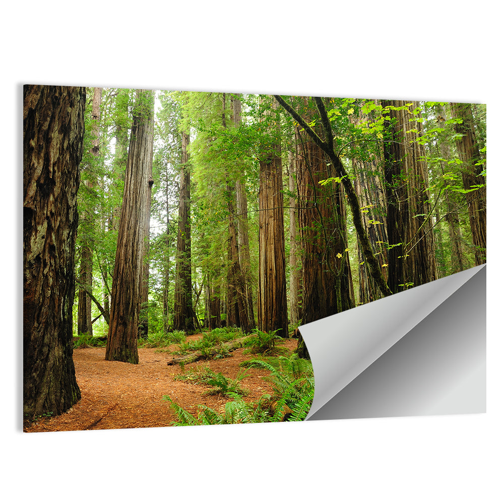 Towering Redwood Canopy Wall Art