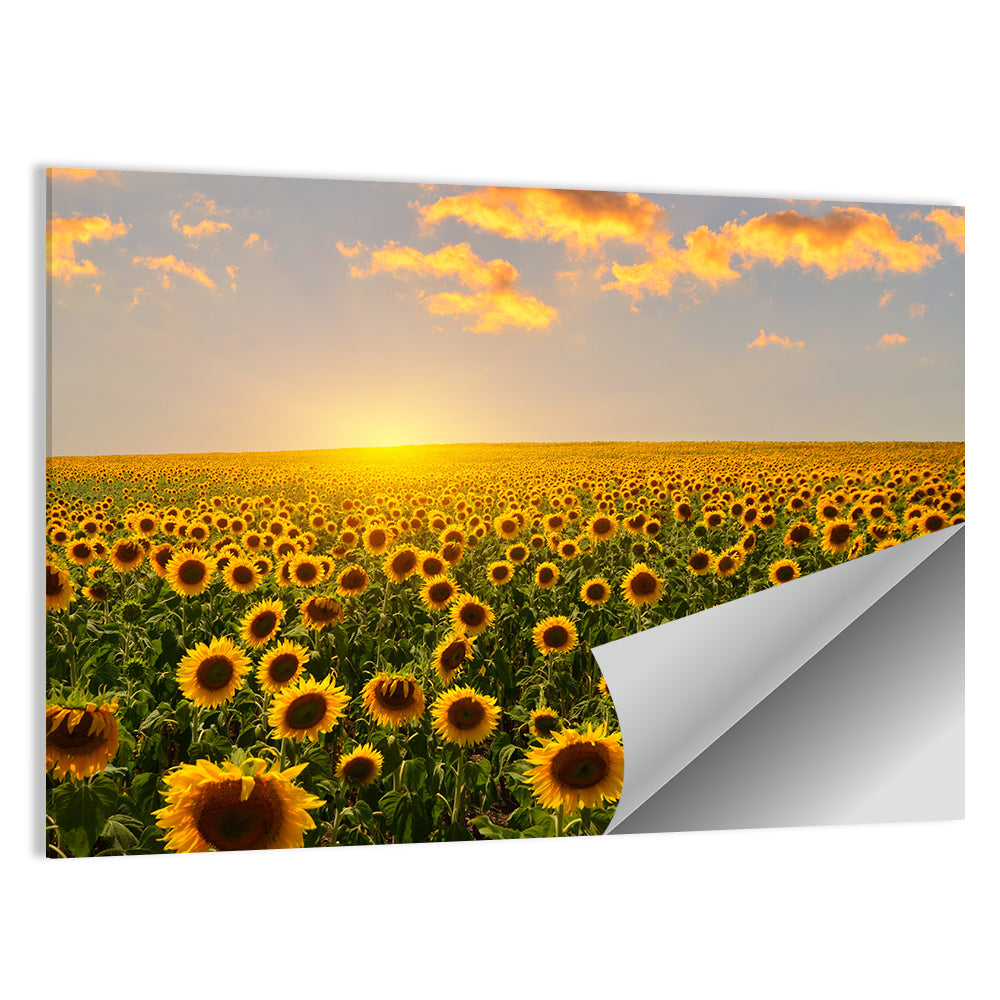 Sunflower Field at Sunset Wall Art