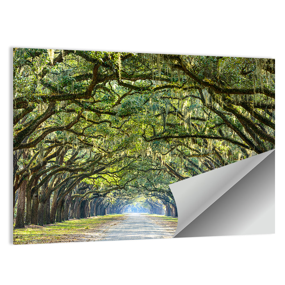 Savannah Oak Tree Pathway Wall Art