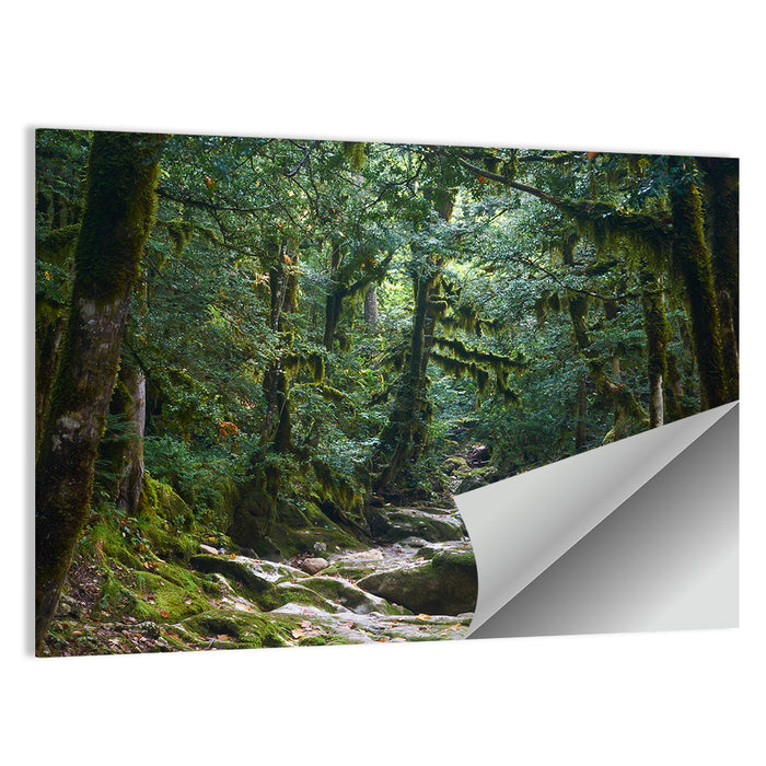 Mossy Halloween Forest Path Wall Art as a poster print