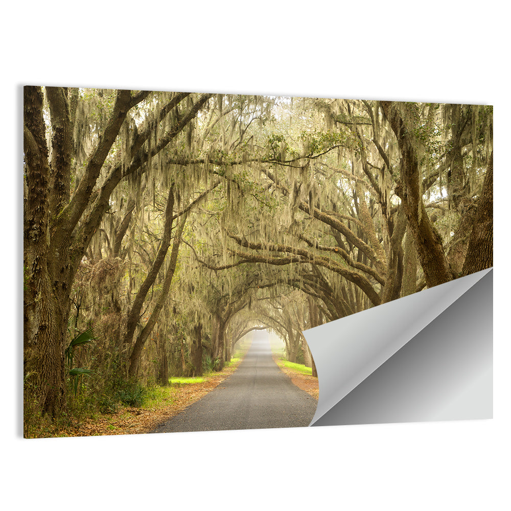 Spanish Moss Country Road Wall Art
