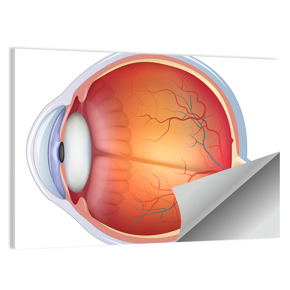 Anatomical Eye Cross-section Wall Art