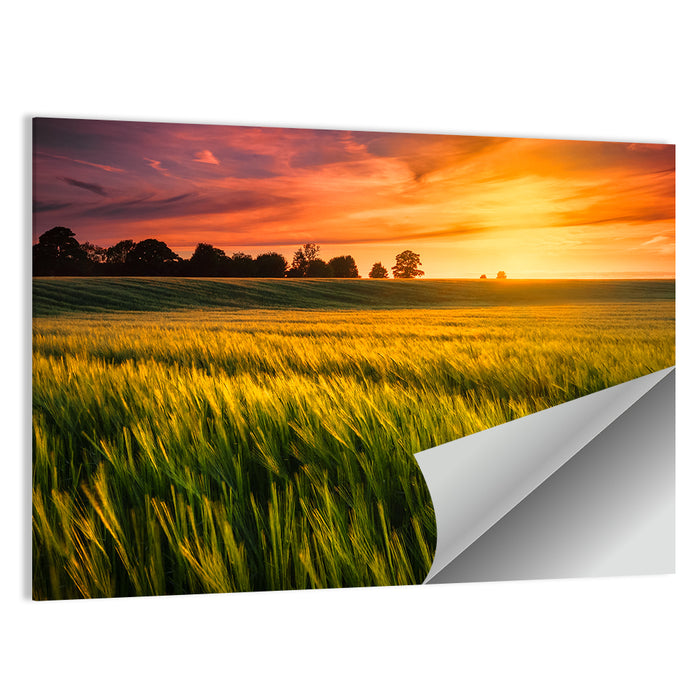 Wheat Field at Golden Hour Wall Art as a poster print