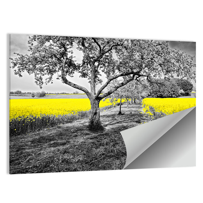 Yellow Oilseed Field with Lone Tree Wall Art as a poster print