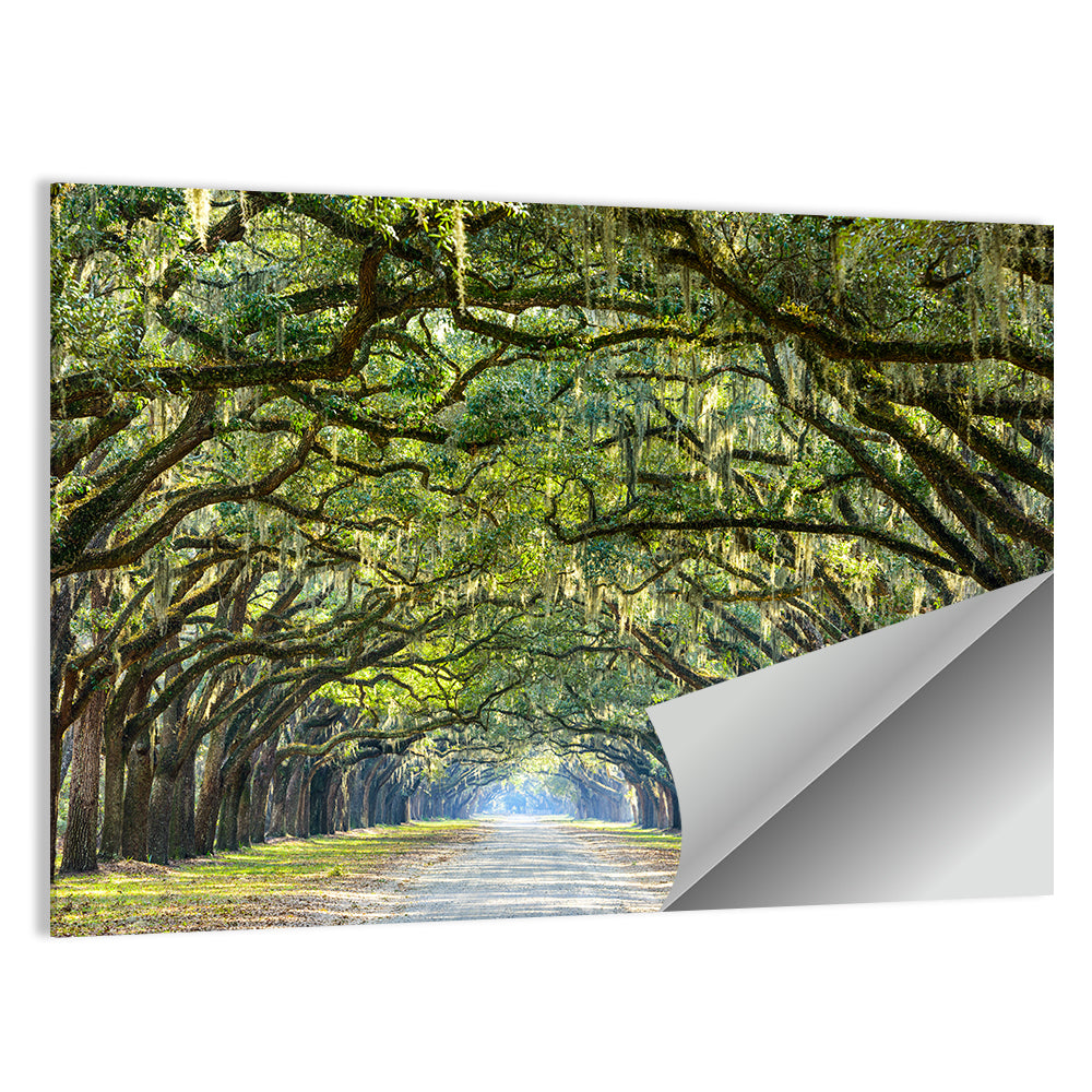 Wormsloe Plantation Oak Tunnel Wall Art